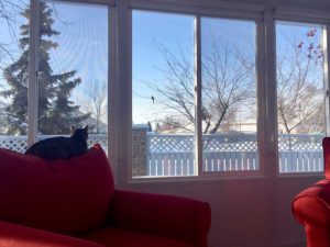 Cat sitting in an all season sunroom in the winter