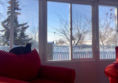 Cat sitting in an all season sunroom in the winter